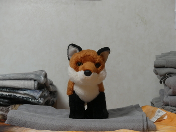 Unnamed 9 (Red Fox, Douglas)